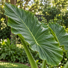 Alocasia 'Borneo King'