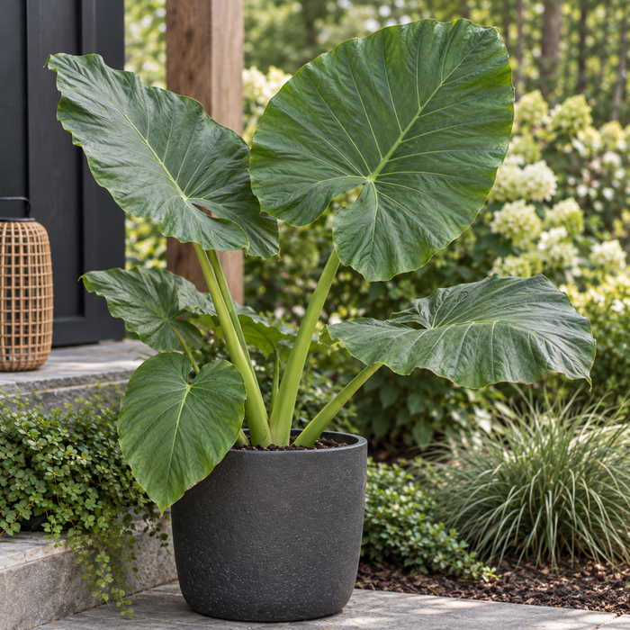 Alocasia 'Calidora'