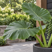 Alocasia 'Calidora'