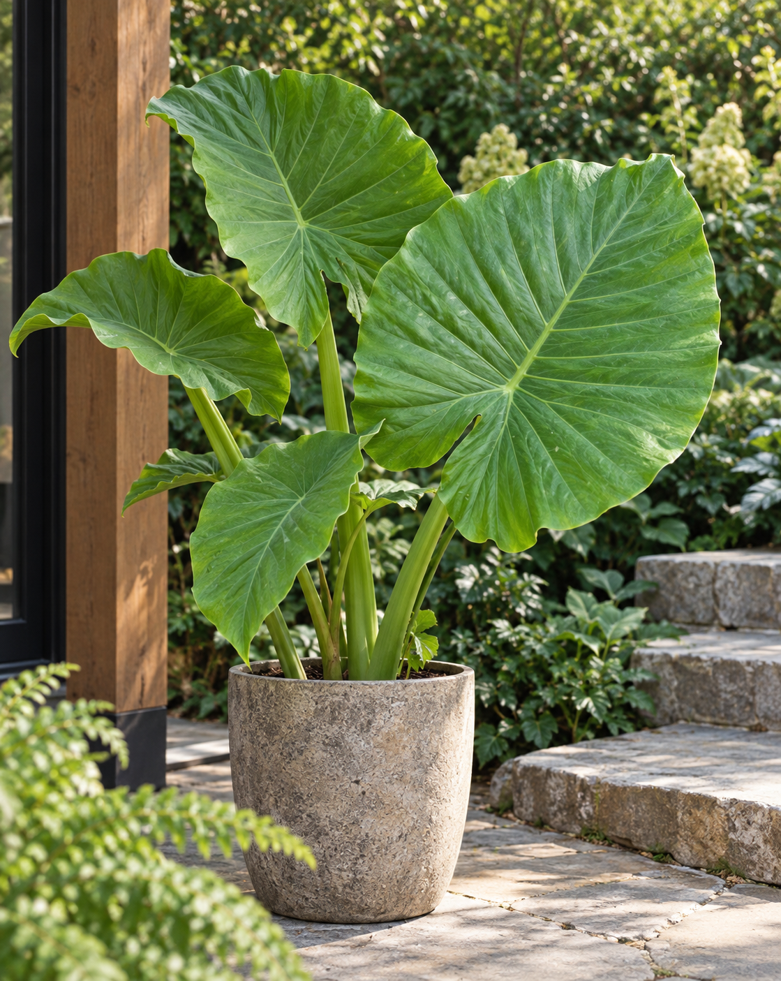Alocasia 'California'