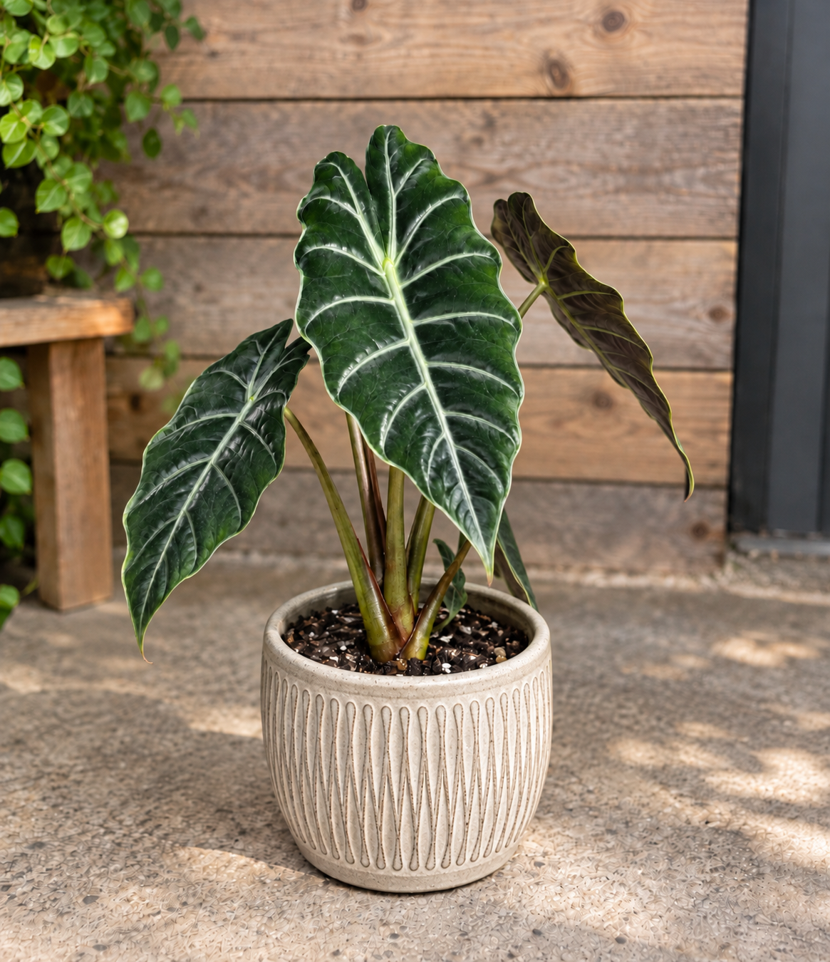 Alocasia 'Chantrieri'