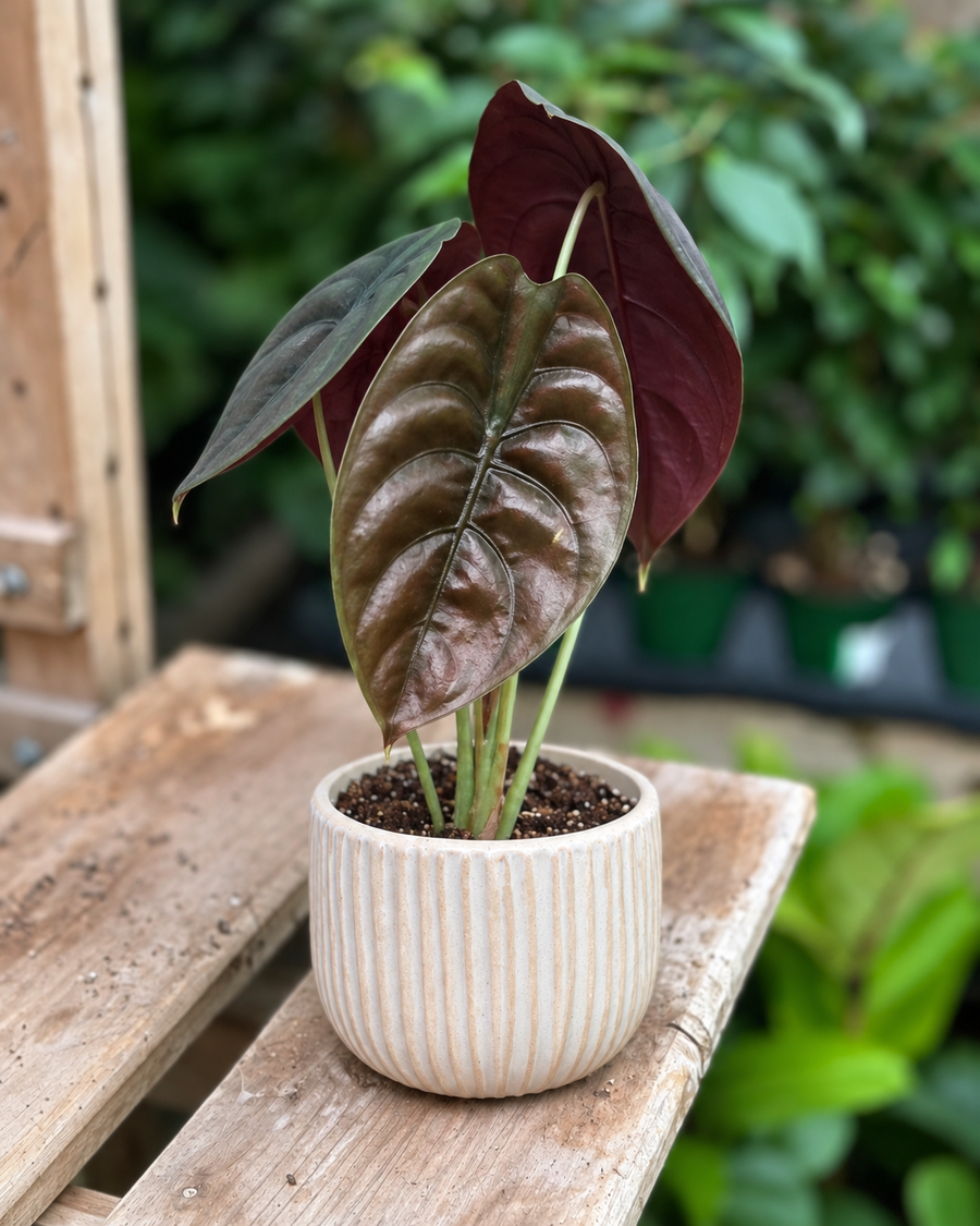 Alocasia 'Cuprea'