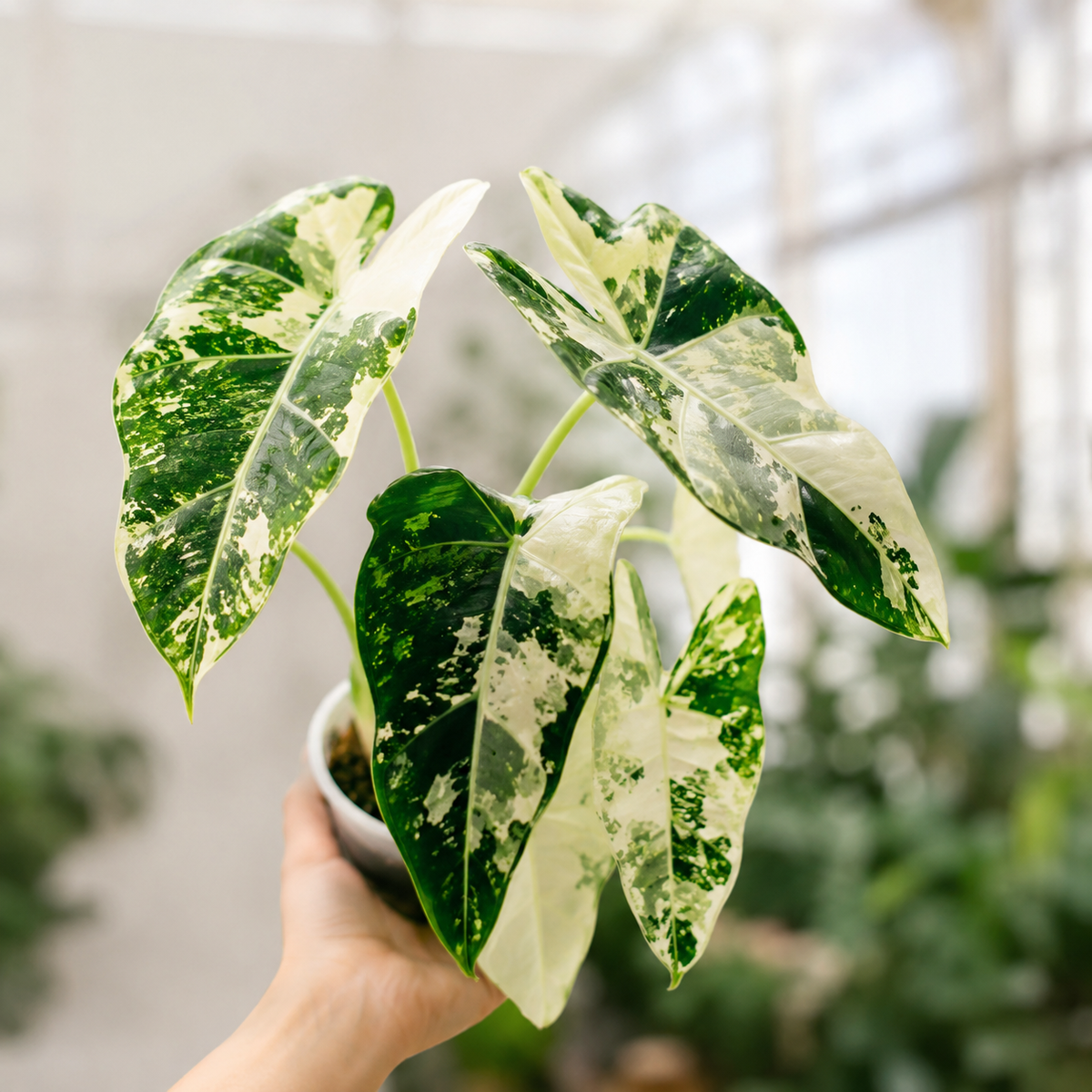 Alocasia 'Frydek' f. variegata