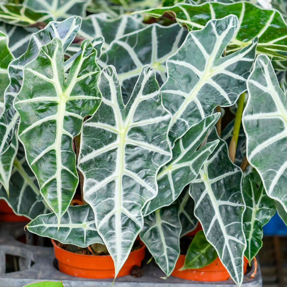 Alocasia polly
