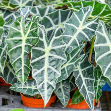 Alocasia polly
