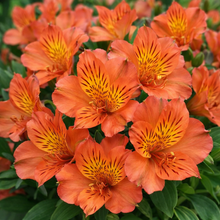 Alstromeria Colorita 'Eliane Orange'