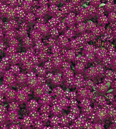 Semences Mélange d’alyssons 'Colour Carpet' (Lobularia maritima)