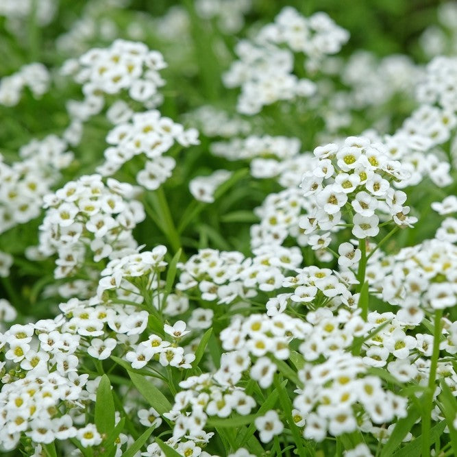 Clear Crystal® White alyssum (<em>Lobularia maritima</em>)