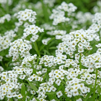 Photo d'Alysse 'Clear Crystal® White'. La couleur caractéristique est : blanc. Le visuel permet d'observer les contours, les teintes et la disposition des éléments présentés. Les détails de forme et les contrastes donnent un aperçu de l'apparence de cette plante ou de sa récolte. Cette photographie accompagne la variété nommée afin de l'identifier dans la sélection de semences.
