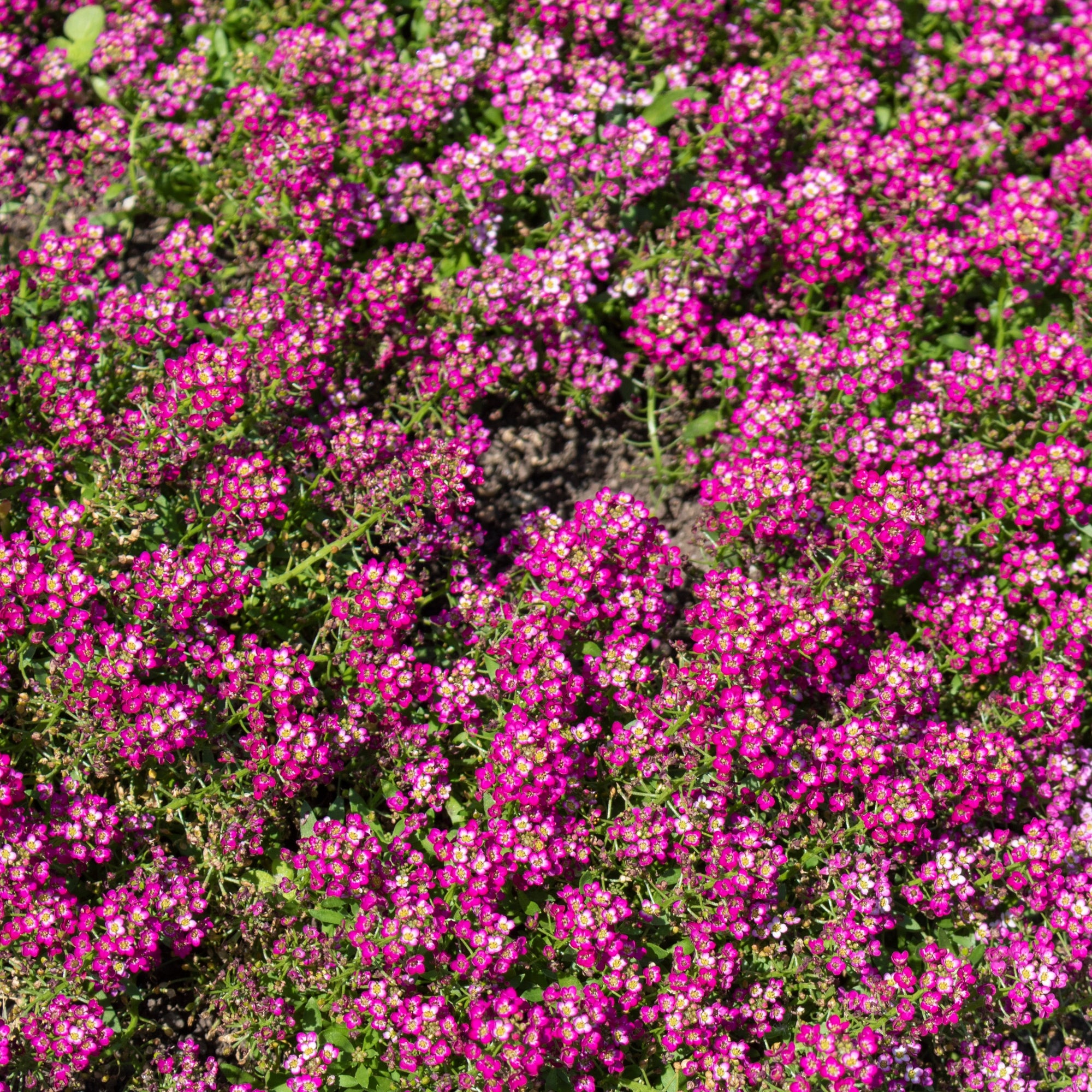 Alyssum ‘Wonderland’ (<em>Lobularia maritima</em>)