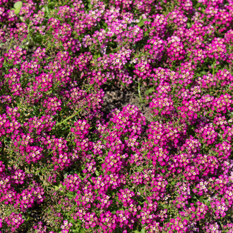 Photo d'Alysse 'Wonderland® Deep Rose'. La couleur caractéristique est : rose. Le visuel permet d'observer les contours, les teintes et la disposition des éléments présentés. Les détails de forme et les contrastes donnent un aperçu de l'apparence de cette plante ou de sa récolte. Cette photographie accompagne la variété nommée afin de l'identifier dans la sélection de semences.