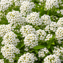 Alyssum blanc
