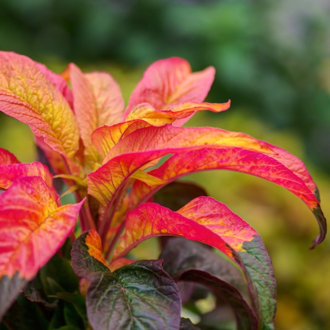 Carnival amaranth (<em>Amaranthus gangeticus</em>)