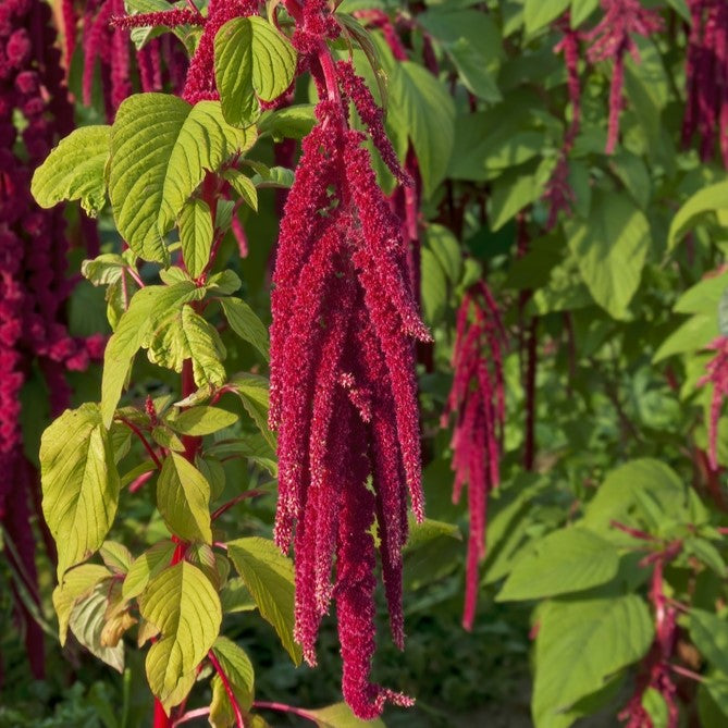 Photo de Amarante ‘Dark Red’. La couleur caractéristique est : couleurs variées. Le visuel permet d’observer les contours, les teintes et la disposition des éléments présentés. Les détails de forme et les contrastes donnent un aperçu de l’apparence de cette plante ou de sa récolte. Cette photographie accompagne la variété nommée afin de l’identifier dans la sélection de semences.