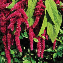Foxtail amaranth