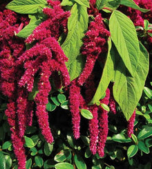 Semences Amarante queue-de-renard (Amaranthus caudatus)