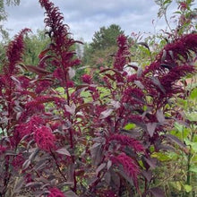 Organic 'Polish' Amaranth