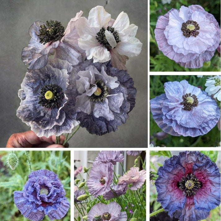 Incredible organic grey poppy