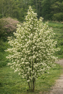 Amelanchier alnifolia
