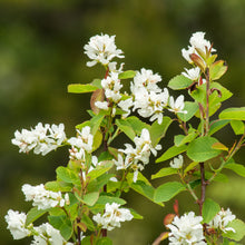 Amelanchier alnifolia 'Obelisk'