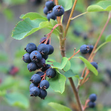 Amelanchier alnifolia 'Isaac'