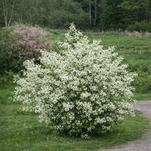 Amelanchier alnifolia 'Isaac'