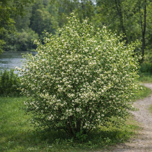 Amelanchier alnifolia 'Martin'