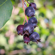 Amelanchier alnifolia 'Smokey'