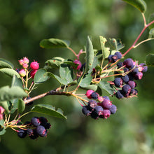 Amelanchier alnifolia 'Thiessen'