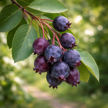 Amelanchier alnifolia