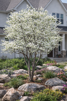 Amelanchier 'Spring Flurry'