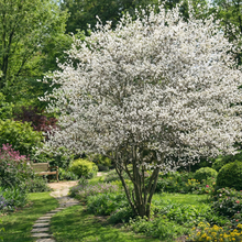 Serviceberry × grandiflora