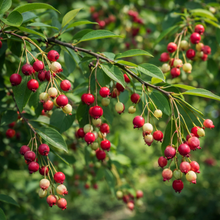 Serviceberry × grandiflora