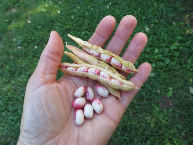 'Amish Nuttle' Bean