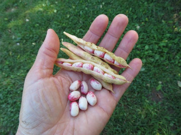 'Amish Nuttle' Bean