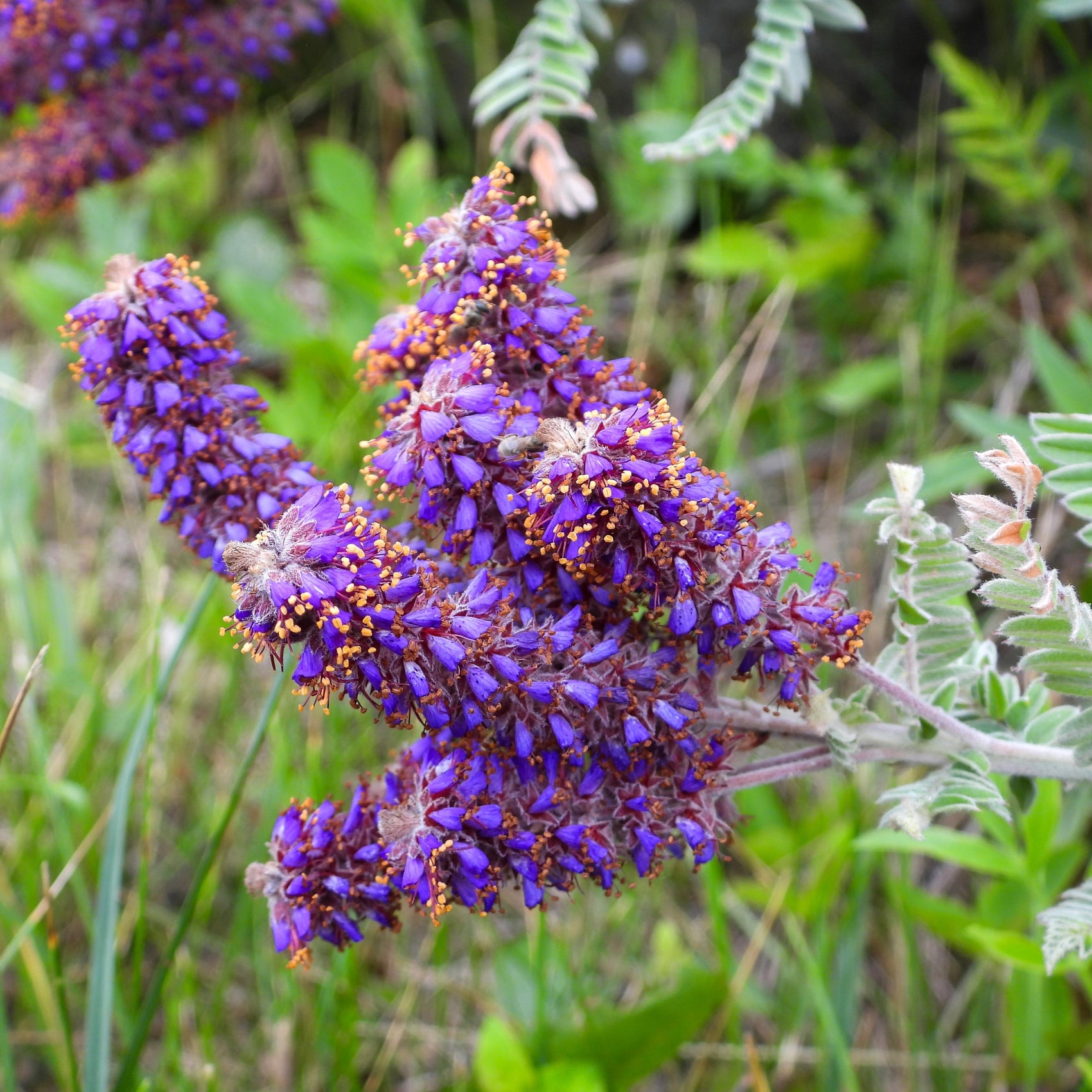 Image officielle de Faux Indigo, Amorpha canescens, associée au petit sachet de semences Northern.
