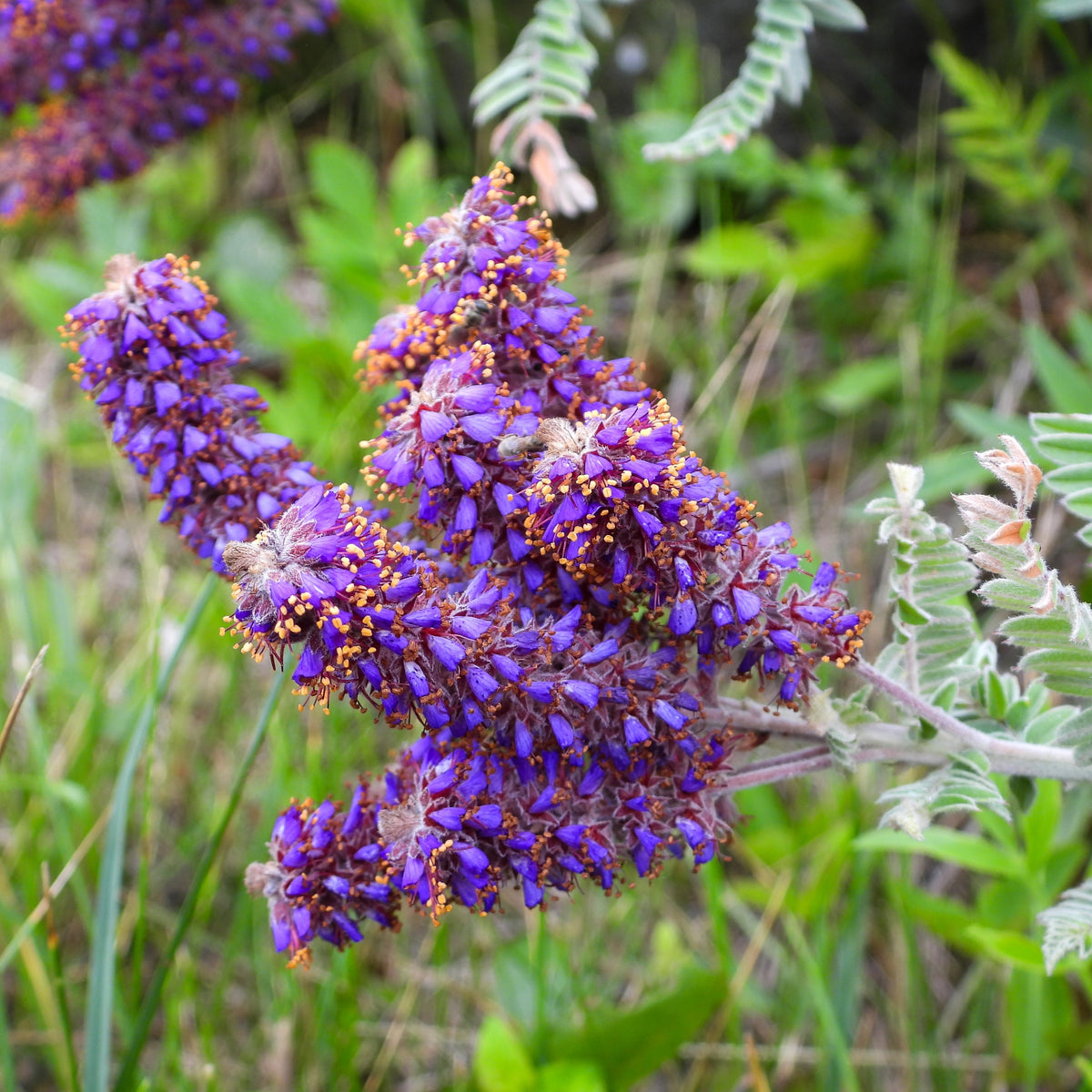 Image officielle de Faux Indigo, Amorpha canescens, associée au petit sachet de semences Northern.