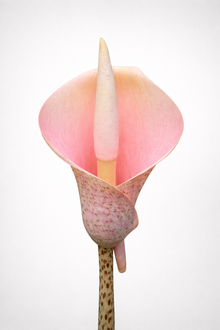Amorphophallus 'Voodoo Lily'