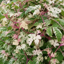 Ampelopsis brevipedunculata 'Elegans'