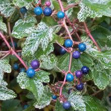 Ampelopsis brevipedunculata 'Elegans'