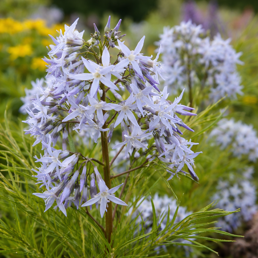 Amsonia hubrichtii