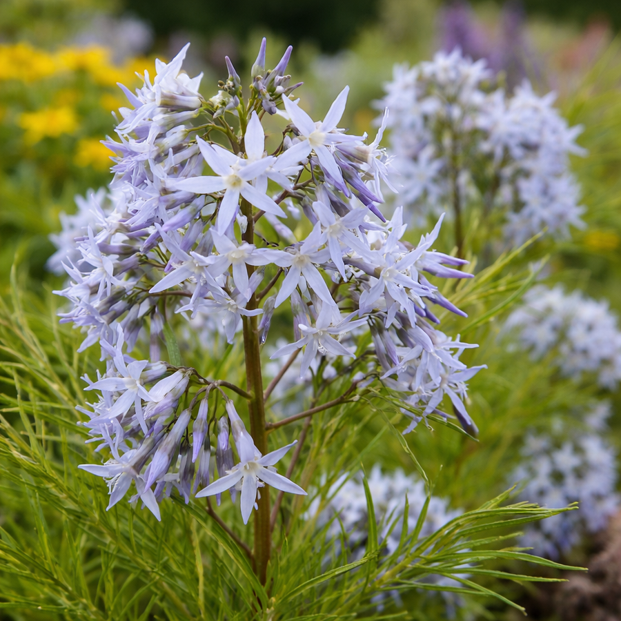 Amsonia hubrichtii