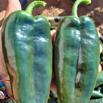 Organic 'Ancho' Poblano Hot Pepper Seeds by Gaia, product image prepared for Canadian gardeners.