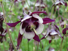Ancolie 'William Guiness'