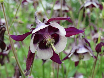Ancolie 'William Guiness'