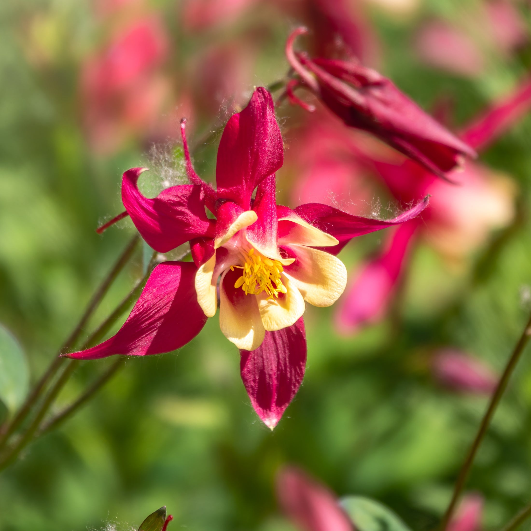Columbine McKana Giant 