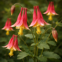 Ancolie du Canada en fleurs, plante vivace indigène aux fleurs rouges et jaunes.