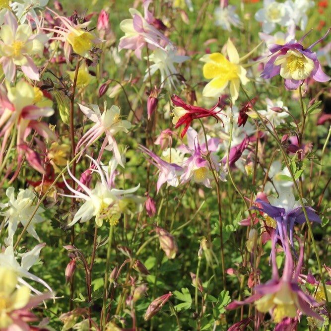 Photo de Ancolie des géants mélange ‘Mc Kana’. Idéales pour les plates-bandes ou comme fleurs coupées, ces ancolies ajoutent une touche élégante et colorée à tout jardin. La couleur caractéristique est : couleurs variées. Le visuel permet d’observer les contours, les teintes et la disposition des éléments présentés. Les détails de forme et les contrastes donnent un aperçu de l’apparence de cette plante ou de sa récolte.