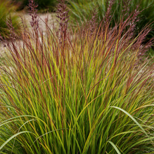 Andropogon 'Rain Dance'