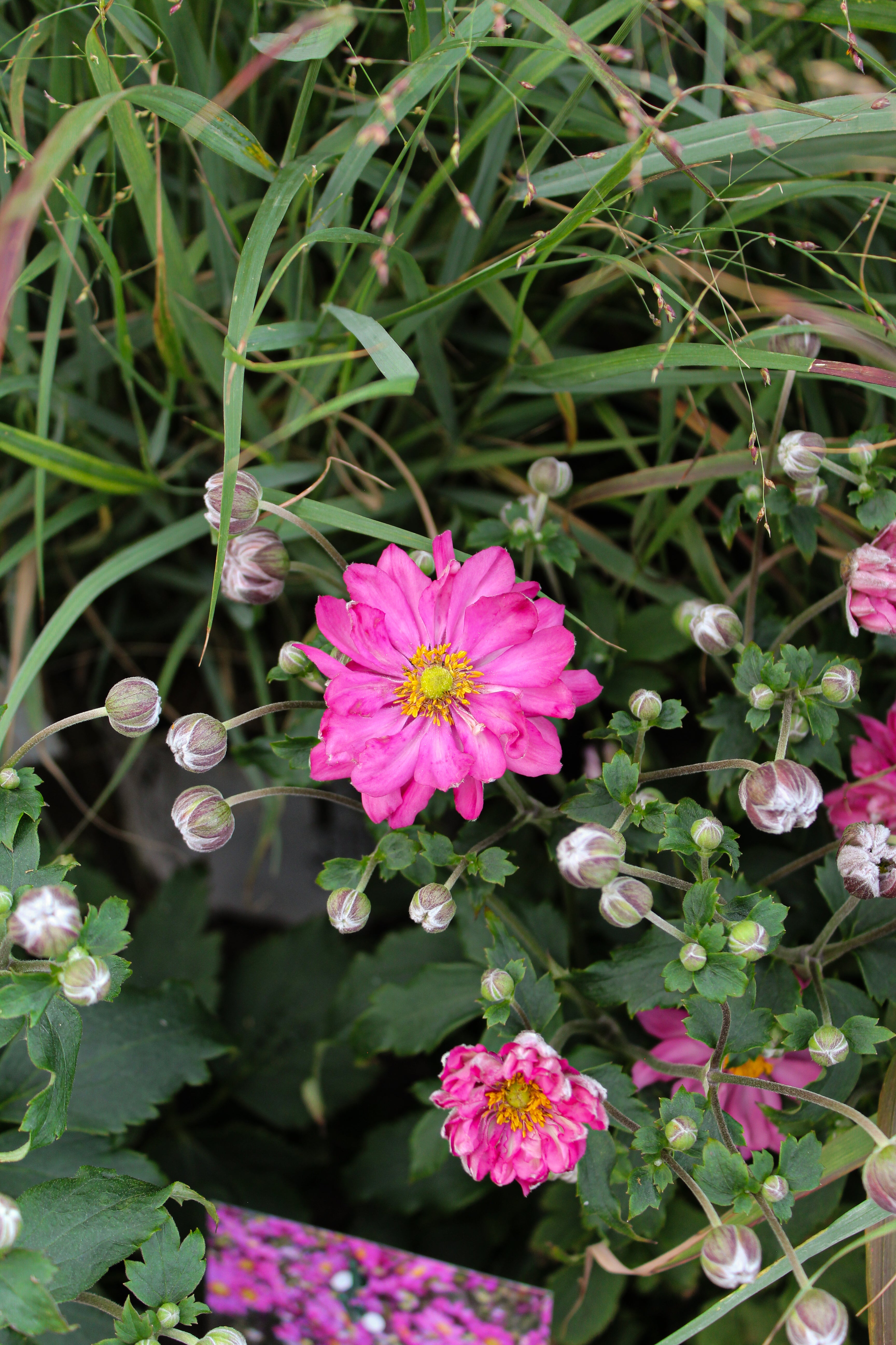 Anemone Plants Canada | Japanese Anemones – Pépinière.ca